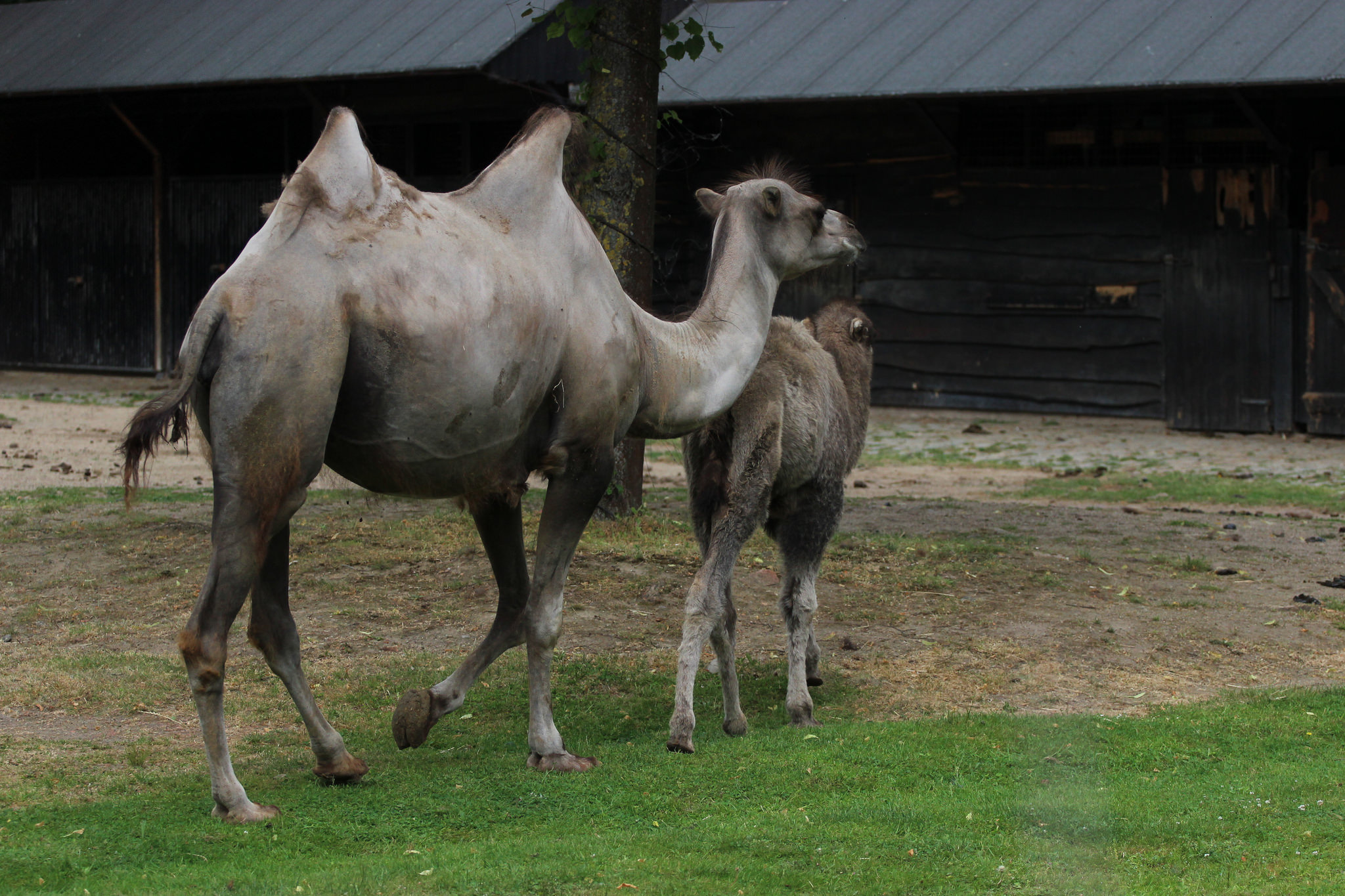 Dierenpark Planckendael